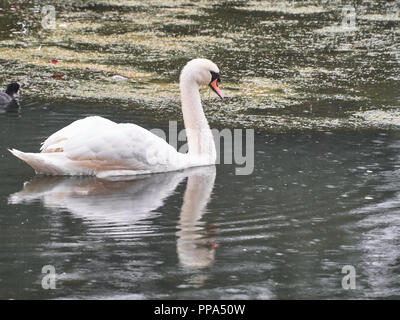 Vista di un cigno in Roath Park, Cardiff Foto Stock