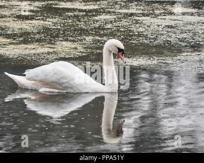 Vista di un cigno in Roath Park, Cardiff Foto Stock