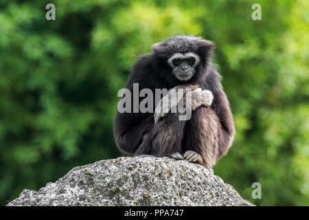 Bianco-consegnato gibbone / lar gibbone (Hylobates lar) seduto su roccia, nativo di Indonesia, Laos, Malesia, Myanmar e Thailandia Foto Stock