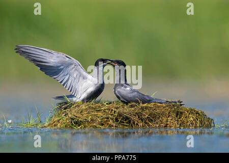 Black Tern (Chlidonias niger) matura in allevamento piumaggio corteggiare il nido in stagno Foto Stock