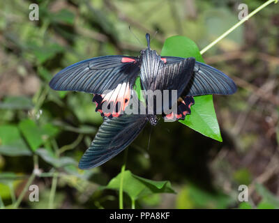 Allevati in cattività grande mormone farfalle, Papilio memnon, accoppiamento a Buckfast Butterfly Farm, Devon, Regno Unito Foto Stock