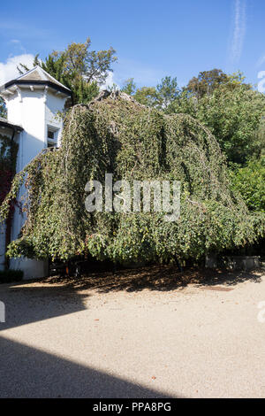 Un pianto faggio nella motivazione di Stephens House & Gardens, Finchley, Londra, Regno Unito Foto Stock