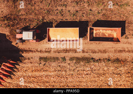 Vista aerea del trattore agricolo con carrelli di carico in campo caricato con raccolte di chicchi di mais Foto Stock