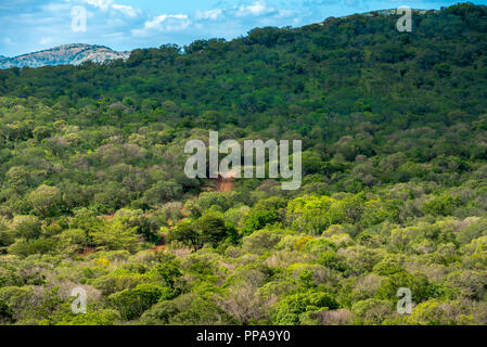 Una collina nel sud africana di bush è coperta da alberi di diverse tonalità di verde. Foto Stock