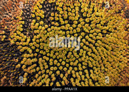 Grande testa di girasole con semi prima del raccolto del campo Foto Stock