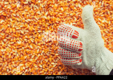 Soddisfatto agricoltore gesticolando Thumbs up su raccolte di chicchi di mais dopo un buon raccolto, concetto di abbondanza e di grande resa Foto Stock