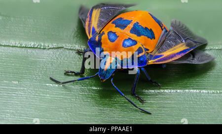 Hibiscus Harlequin Bug o cotone Harlequin Bug, Tectocoris diophthalmus, femmina Gold Coast Australia wide image Foto Stock