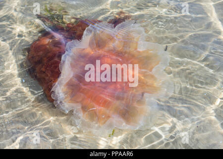 Meduse in acqua poco profonda sulla spiaggia Foto Stock