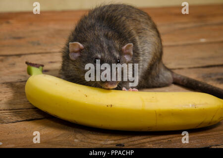 Un ratto è mangiare una banana su un tavolo di legno. Foto Stock