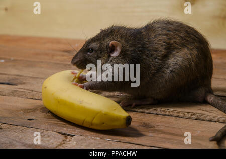 Un ratto è mangiare una banana su un tavolo di legno. Foto Stock