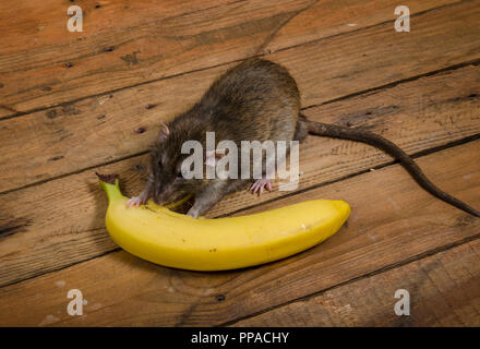 Un ratto è mangiare una banana su un tavolo di legno. Foto Stock