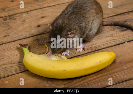 Un ratto è mangiare una banana su un tavolo di legno. Foto Stock