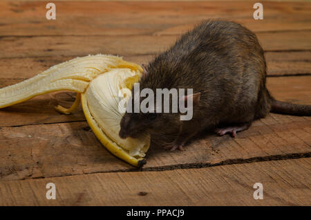 Un ratto è mangiare una banana su un tavolo di legno. Foto Stock