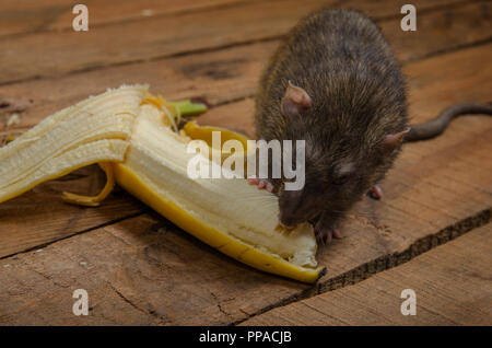 Un ratto è mangiare una banana su un tavolo di legno. Foto Stock