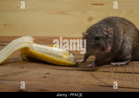 Un ratto è mangiare una banana su un tavolo di legno. Foto Stock