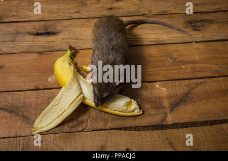 Un ratto è mangiare una banana su un tavolo di legno. Foto Stock