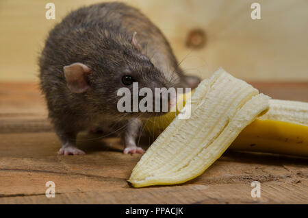 Un ratto è mangiare una banana su un tavolo di legno. Foto Stock