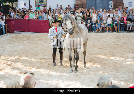 Fuengirola un caballo. Evento annuale, giorno dei cavalli, celebrazione, evento, Fuengirola, Malaga, Spagna. Settembre 2018 Foto Stock