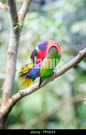 SGP, Singapur, 20.02.2017, Singapur Jurong Bird Park FrauenloryBlack-capped Lory (Lorius lory) © 2017 Christoph Hermann Foto Stock