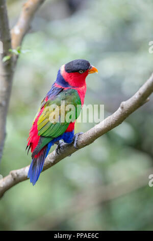 SGP, Singapur, 20.02.2017, Singapur Jurong Bird Park FrauenloryBlack-capped Lory (Lorius lory) © 2017 Christoph Hermann Foto Stock