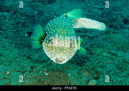 White spotted puffer, Arothron hispidus, Bali Indonesia. Foto Stock