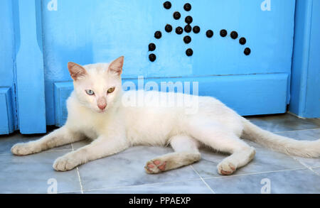 Street cat con multi-colore occhi appoggiato vicino alla porta di Sidi Bou Said Tunisia Foto Stock