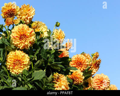 Dahlia Elia mason asteraceae varietà crisantemo,luminoso giallo-arancio di fiori, intervallati puntini rossi e lunghe strisce, lotto fiori circondato di verde Foto Stock