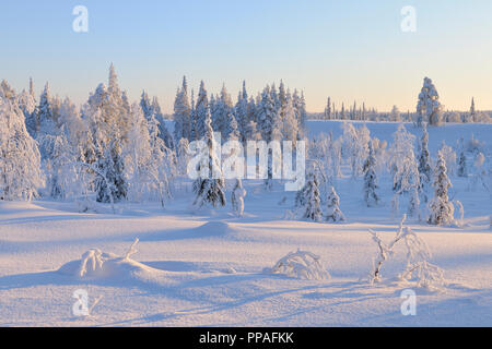 Coperta di neve paesaggio invernale, Rönni, Kuusamo, Nordoesterbotten, Pohjois Pohjanmaa, Finlandia, Suomi Foto Stock