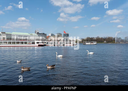 Uccelli acquatici sul Lago Alster Amburgo, Germania Foto Stock