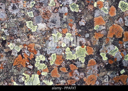 Grigio, arancione e giallo licheni crescono su roccia nel Lake District fells. Rhizocarpon geographicum Foto Stock