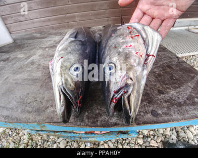 Appena pescato norvegese pesci di carbone, outdoor shot in Norvegia. Foto Stock