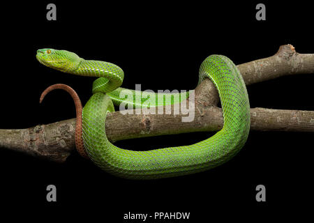 Trimeresurus gumprechti / Gumprecht's green pitviper Foto Stock