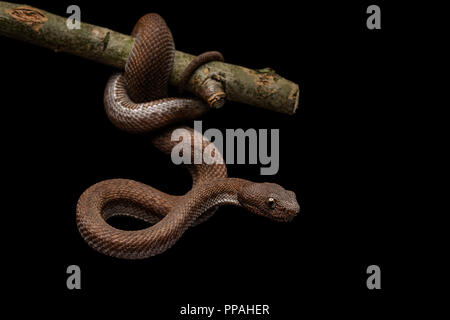 Trimeresurus purpureomaculatus / Mangrove rattlesnakes Foto Stock