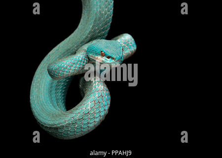 Trimeresurus insularis / bianco-Isola a labbro rattlesnakes Foto Stock