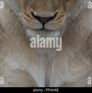 In prossimità della faccia di leone femmina (Panthera leo) compreso il naso e la bocca. Prese nella Riserva Timbavati, Gretaer Kruger, Sud Africa Foto Stock