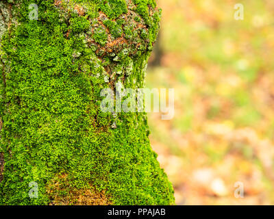 Wet tronco del vecchio albero di mele ricoperta da muschio verde sul prato nel parco in autunno la pioggia Foto Stock