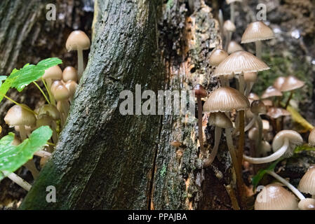 Wet tronco di albero wit un mazzetto di funghi selvatici che crescono su di esso nel bosco Foto Stock