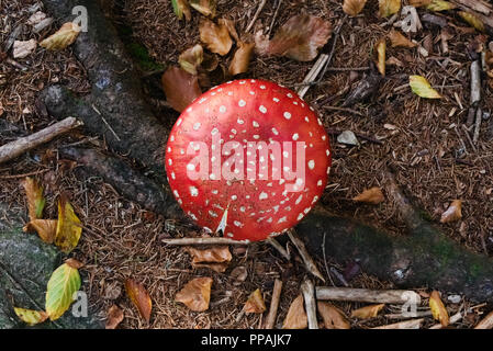 Fungo con un cappello rosso e puntini bianchi (lat. Amanita muscaria Foto  stock - Alamy