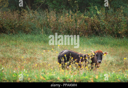 Simpatiche mucca con orange bangs, un Svizzero marrone Jersey Cross vacca, guardando la telecamera, con curiosità, su un verde prato, in Germania. Foto Stock