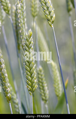 Il farro poco prima del raccolto, triticum dicoccum, Baviera, Germania, Europa Foto Stock