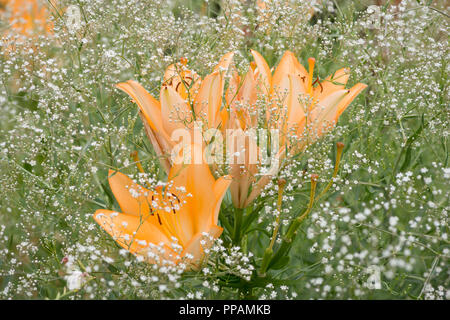 Un big orange tiger lily in estate circondata da bimbo di respiro (Gypsophila paniculata) nel giardino Foto Stock