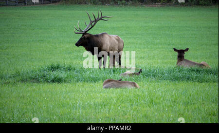 Elk allevamento in GSMNP Foto Stock