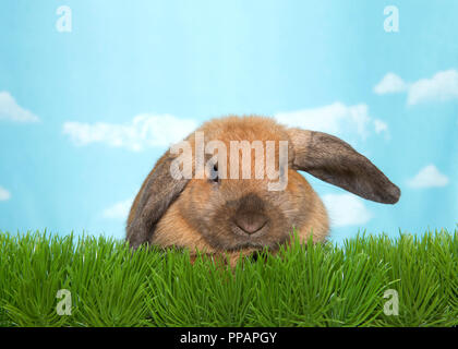 Ritratto di un marrone lop eared palomino bunny coniglio in erba verde guardando direttamente al visualizzatore. Sfondo blu cielo con nuvole. Foto Stock