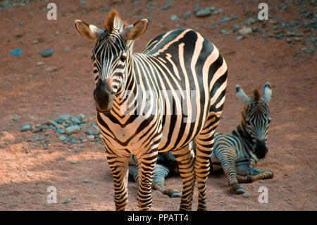 Zebra in posa sul background del deserto Foto Stock