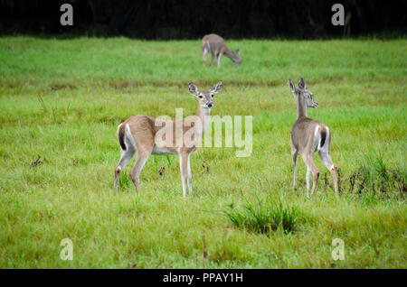 Due culbianco doe pascolare mentre soggiornate alert Foto Stock