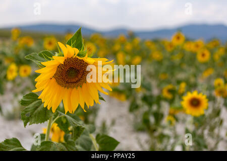 Unico Girasole giallo in natura con un campo di girasoli sfocati in background. DOF poco profondo. Foto Stock