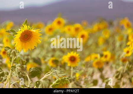 Girasole unico in natura con un campo di girasoli sfocati in background. DOF poco profondo. Messa a fuoco selettiva. Foto Stock