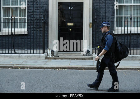 Un agente di polizia armato passeggiate passato Larry il gatto come si attende di essere lasciate in 10 Downing Street, Londra. Foto Stock