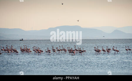 Flamingo permanente gruppo di uccello sull'acqua di sale nella città di Izmir, Turchia. Turismo, viaggio, Izmir, Turchia Foto Stock