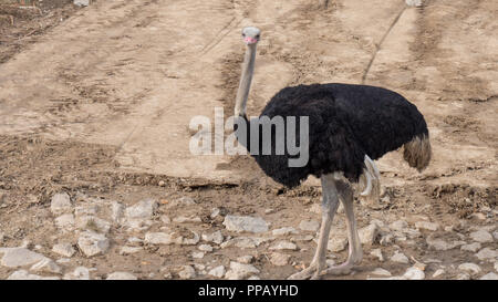 Struzzo con collo lungo e gambe enormi in un ambiente di giardino zoologico Foto Stock